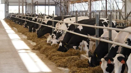 Үй жануарларына арналған дайын жем өндіретін зауыт салынады