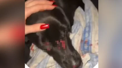 Өскеменде ер адам күшікті бесінші қабаттан лақтырып жіберген