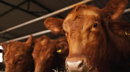 Ақмола облысында қожалықтың 526 бас малын байқатпай сатып жіберген бақташыға іздеу жарияланды