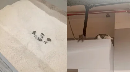 Magnum желісінің Шымкенттегі дүкенінде күріштің ішінен мысықтың нәжісі табылды (ВИДЕО)