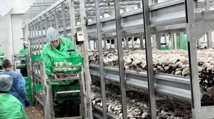 Мәжіліс депутаттары Петропавлдағы саңырауқұлақ фермасының тәжірибесімен танысты