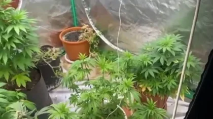 Қарағандыда әкесінің үйіне күзде «тұқым» әкелген жігіт полицияның қолына түсті (ВИДЕО)