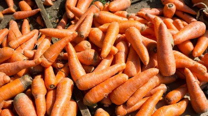 «80 теңгеден сатудың өзі қиын»: депутат Үкіметке сәбіз өсіретіндердің жанайқайын жеткізді