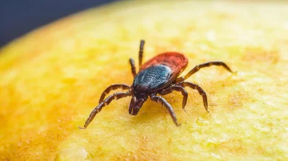 Түркістан облысында қауіпті инфекциялар көбейді: 1400 адамды кене шақты