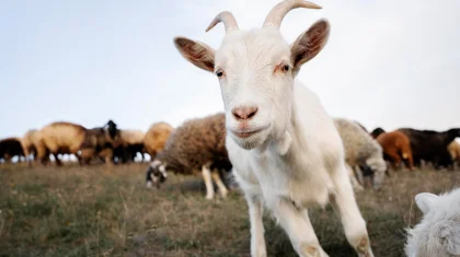 Қазақстан Үндістан мен БАӘ-ге ешкі етін экспорттауы мүмкін