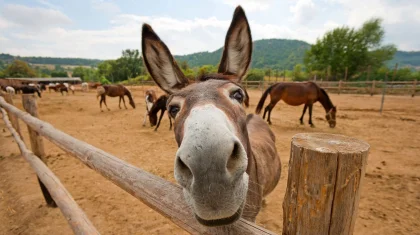 Қазақстанға жылқы етінен бөлек есек пен қашыр еті де импортталған болуы мүмкін – зерттеу