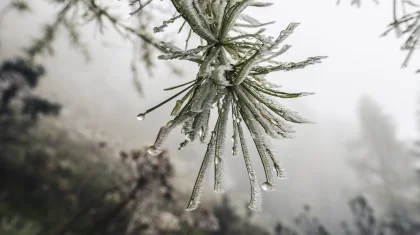 Боран, тұман, аяз: бірнеше өңірде қауіпті ауа райына байланысты ескерту жарияланды