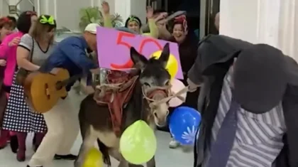 «Жабайылық қой мынау»: желіде мейрамханаға тойға есек алып келгендер сынға ұшырады