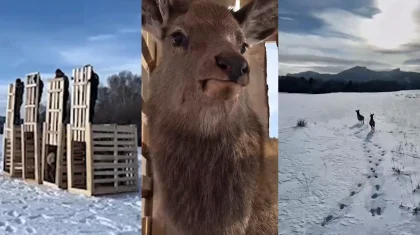 Қарқаралы паркі 4 маралды еркіндікке жіберді - жануарлар иен далада асыр салған (ВИДЕО)