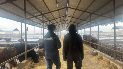 Шымкентте шаруа қожалығының екі жұмысшысы 80 бас мал ұрлап кеткен