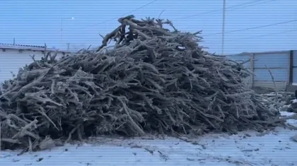 «Қорықтың инспекторлары бәрін білген»: Қызылордада сексеуіл кесіп, оны сатқан қылмыстық топ ұсталды (ВИДЕО)