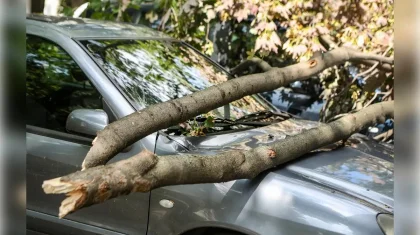 Көлігінің үстіне ағаш құлап кеткен Қостанай тұрғыны сотта әкімдікті жеңіп шықты