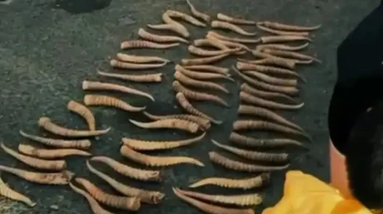 Киіктің мүйізін заңсыз сақтаған БҚО тұрғыны сотталды