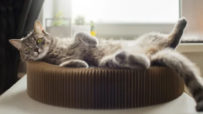 Қосшы тұрғыны мысықтың жатын орнын ұрлағаны үшін екі жылға сотталып кетті