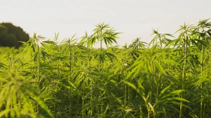 Алматы облысында фазендада есірткі өсірген ер адам ұсталды