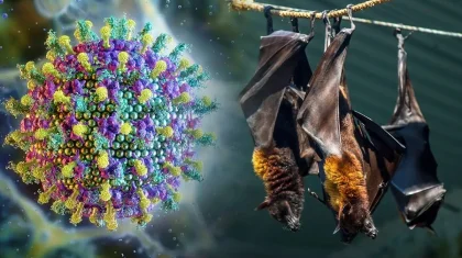 Нипах вирусының алдын алу: қазақстандық туристерге ескерту жасалды