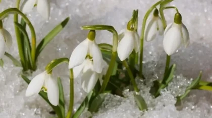 Қаратау бөктерінде бәйшешек бүр жарды: сирек гүлді жұлғандар заң алдында жауап береді