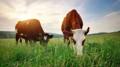 Павлодар облысында жайылымдық жерлер заңсыз «сатылып» кеткен