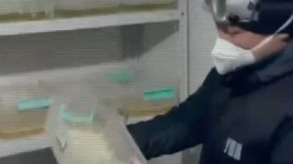 Қазақстанның екі өңірінде есірткі өндіріп жүргендер ұсталды: олар өмір бойына сотталуы мүмкін