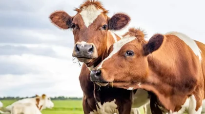 «Ірі қара малды тартып алып, қырып жатыр»: АШМ желідегі видеоға қатысты мәлімдеме жасады