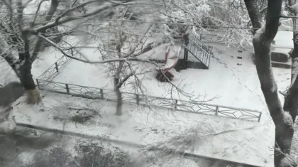 Шымкентте нөсерден кейін жауған қар салдарынан ағаш құлап, 4-сынып оқушысы қаза тапты