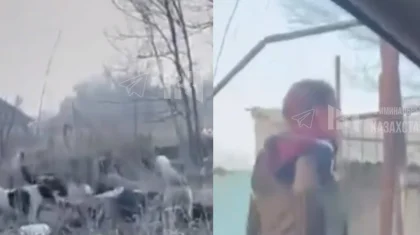 Алматы облысында 20-25 ит әйел адамды талап тастады (ВИДЕО)