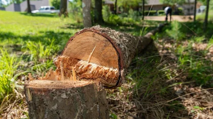 Арқарағай орманында заңсыз ағаш кесілгені ғарыштық мониторинг арқылы анықталды