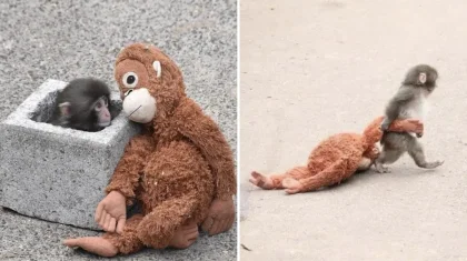 Маймылдың жалғыздығы жұрттың жүрегін елжіретті: макака компанияның сатылымын өсірді