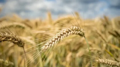 Көктемгі егіс науқаны: бидай азырақ, ал жүгері көбірек егіледі