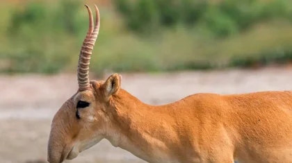 «Киіктердің ауылға кіруі - табиғи процесс»: мамандар желіде таралған видеоға қатысты түсініктеме берді