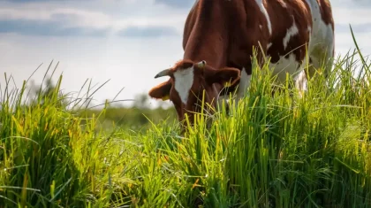Павлодар облысында фермер 5 мың гектар жерді заңсыз иеленіп алған