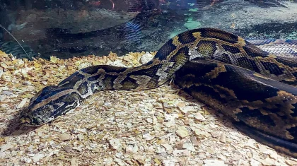 Атырауда әйел адам алып питон жыланын үйінде асыраған