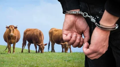 Арыс тұрғыны кооператив ашып, мемлекеттен ондаған млн теңге субсидия жымқырған