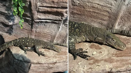 «Өсіп-өніп, көбейеді деген үміттеміз»: Алматының хайуанттар бағы Жаңа Гвинеядан екі алып кесіртке әкелген