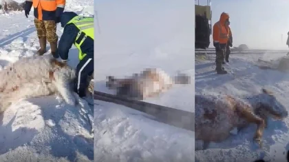 Ерейментауда жүк пойызы 11 жылқыны басып кеткен – полиция малшыны жазалады
