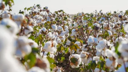 Жеті жыл ішінде ауыл шаруашылығы өндірісінің көлемі екі есеге жуық артты