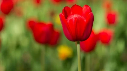 23 наурыз күні ауа райы қандай болады