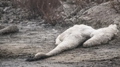 Ақтау қаласының маңында аққулар жаппай қырылып жатыр