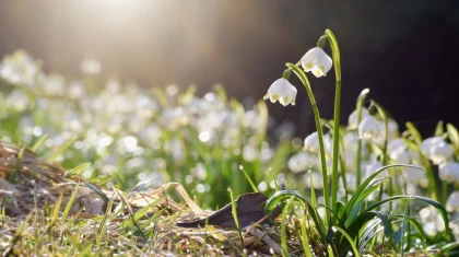 Наурыз айының соңғы күндері Қазақстанда 32 градус ыстық болады