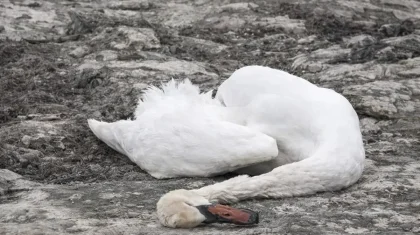 Ақтауда ондаған аққу қырылып қалды: экологтар зертханалық талдау нәтижесін жариялады