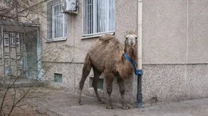 Ақтауда ер адам түйесін көпқабатты үйдің жанына байлап қойған (ВИДЕО)