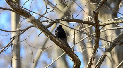 Қазақстанда сәуір айының алғашқы күндері ауа райы қандай болады