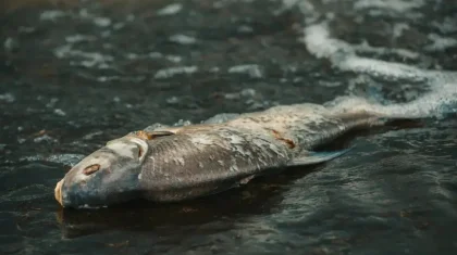 Петропавлда балықтар жаппай қырылды: өлекселері мұзға қатып қалған