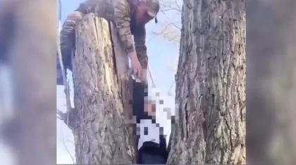 Абай облысында мектеп оқушысы ағаштың арасына қысылып қалды (ВИДЕО)