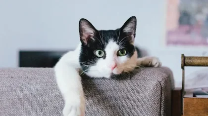 Павлодарда ер адам мысықты құтқарамын деп биіктен құлап, көз жұмды