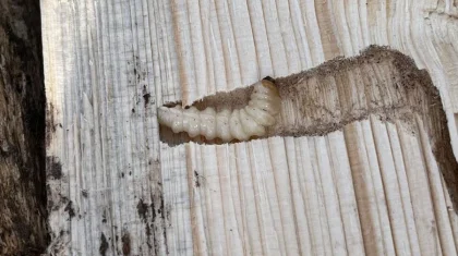 Көкшетауға Ресейден келген 40 текше метр ағаш «құрттап кеткен»: АШМ жәнтіктің бойын өлшеп, суретін таратқан