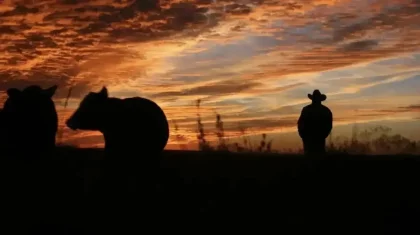 Қазығұртта бір топ адам ауыл тұрғынының бар малын айдап кеткен