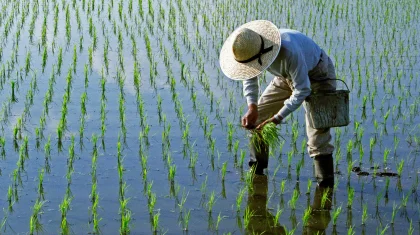 Су үнемдеу: Қазақстанда күріш егістігі 20 мың гектардан астам қысқарды