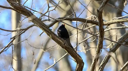 Тұман, жел, найзағай: 11 сәуірге арналған ауа райы болжамы