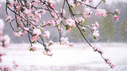 Қазақстанда алдағы күндері ауа райы -8 градусқа дейін суытып, қар жауады